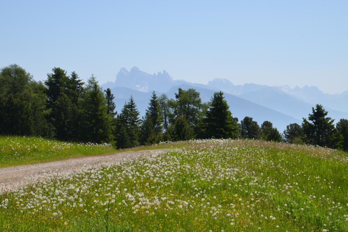 Platzer Alm 26.06.2019